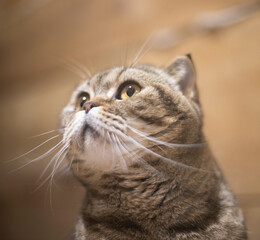 portrait of a Scottish fold cat with a striped coloring, the cat looks away with large round eyes, as if seeing something interesting and tempting against a brown wooden wall