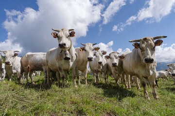 Cows with livestock tags standing on field, Italy