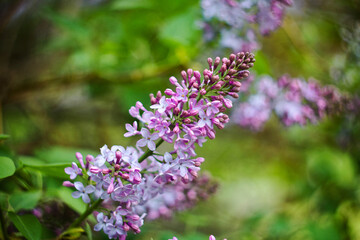 Fototapeta na wymiar Close-up of a bright, blooming lilac on a background of green leaves and twigs.