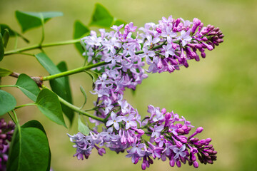 Close-up of a bright, blooming lilac on a background of green leaves and twigs.