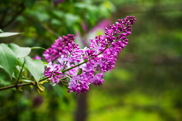 Close-up of a bright, blooming lilac on a background of green leaves and twigs.