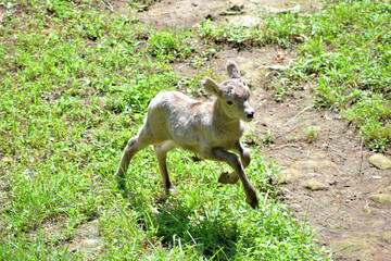 オオツノヒツジ