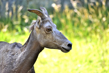 オオツノヒツジ