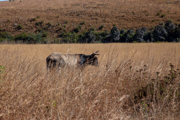 African Nguni cattle on a dirt road