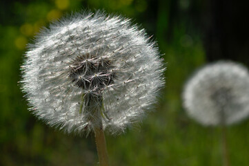 The fluffy hat of a dandelion shimmers with silver in the rays of the spring sun. Macro shot of a dandelion.