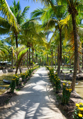 Palm trees along the path in the rainforest, yellow flowers along the path. Palm Grove in the Mekong Delta. Vietnam