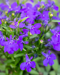 purple flowers in the garden