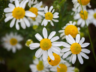 many chamomile plants cover the ground of a wild meadow