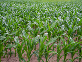  green maize field in summer when the weather is fine