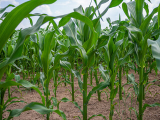 Obraz premium green maize field in summer when the weather is fine
