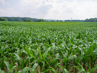 Fototapeta na wymiar green maize field in summer when the weather is fine