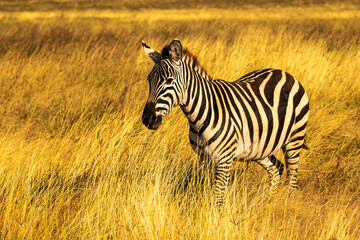 Zebra, Ngorogoro Conservation Area, Tanzania