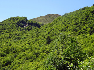 Fototapeta na wymiar Monts et forêts d'Auvergne