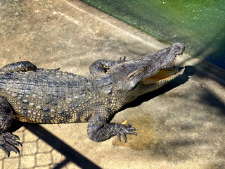 crocodile close-up. crocodiles in the sun on a crocodile farm. Vietnam