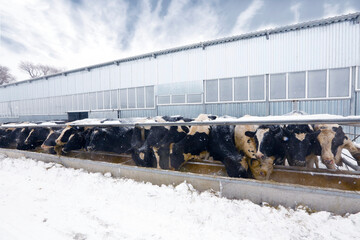 Old cowshed with cows in a stall near a tub with hay