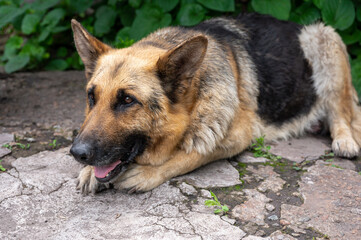 Beautiful young German shepherd dog