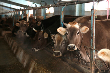 Old cowshed with cows in a stall near a tub with hay