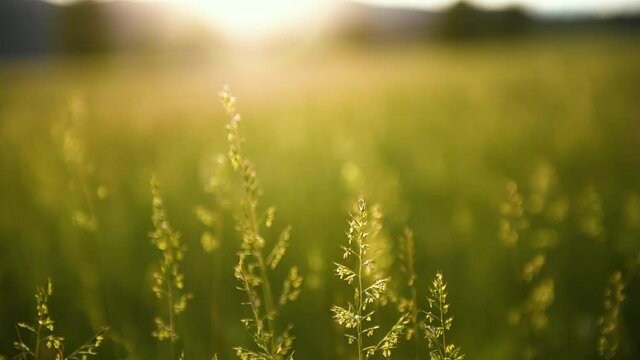 Green grass on the forest meadow at sunset. Plants sways in  the wind. Macro image, shallow depth of field. Beautiful summer nature background. 4k
