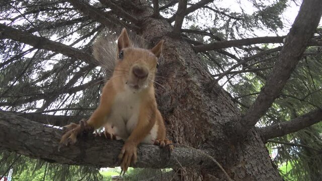 Portrait of a red squirrel on a tree branch. Female with mammary glands, fluffy tail. He looks into the camera and runs away. Close-up.