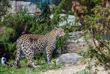 Naklejka na ściany i meble Ein Leopard im Zoo