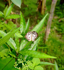 butterfly on a green leaf
