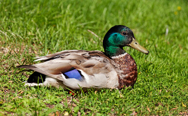 Mallard male lies in the grass and rests