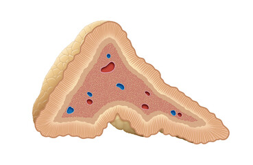 Adrenal Glands Diagram