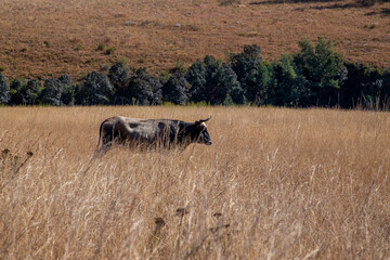 Obraz premium African Nguni cattle on a dirt road