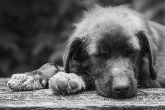 Sad Lonely Street Dpg Sleeping On The Old Wooden Desk In B&W