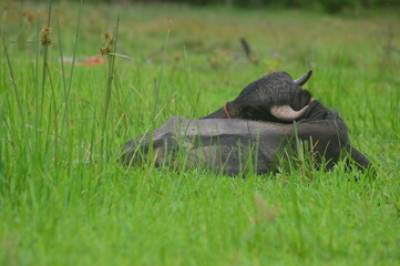 Buffalo on the grass