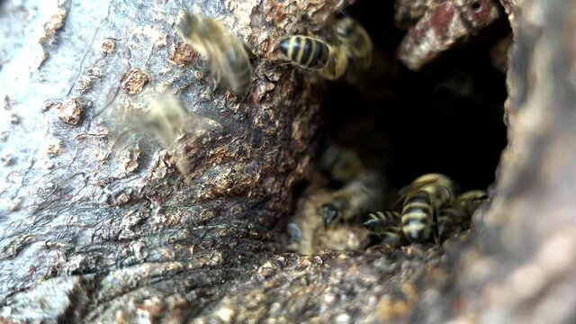 Einflug in einen Bienenbaum
