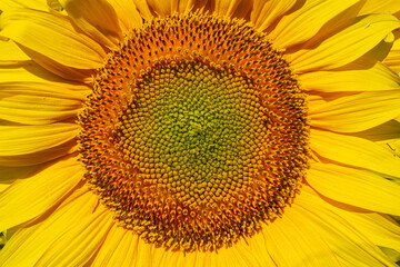 Yellow sunflower grows on a field close-up, texture, background
