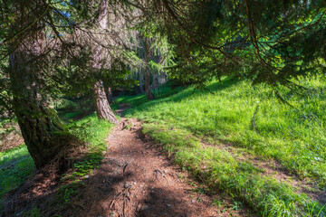 Walking trail leading through the forest from Monte Penegal to Monte Macaion in Italian South Tyrol.