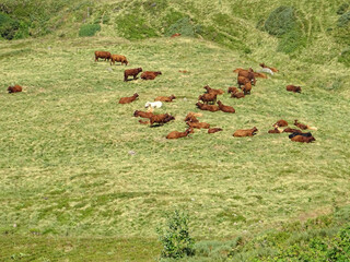 Vaches du Cantal
