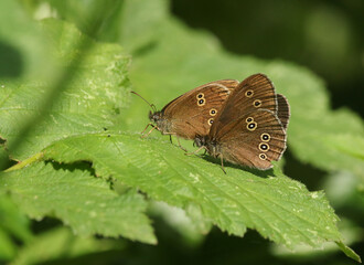 Two pretty Ringlet Butterfly, Aphantopus hyperantus, perched on a leaf.