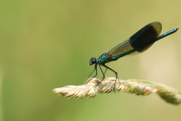 A male Banded Demoiselle Dragonfly, Calopteryx splendens, perching on a grass seed head.