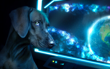 perro astronauta © Aaron