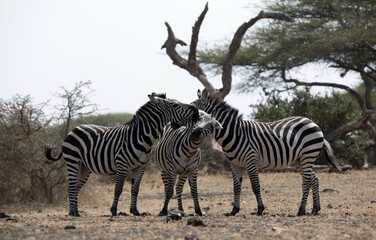 Fototapeta na wymiar A heard of Zebra (Equus quagga) in the later afternoon near a waterhole, Kenya.