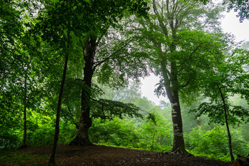 Naklejka premium Misty morning in summer forest