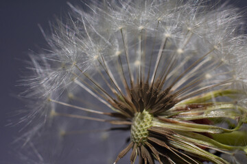 fluffy white dandelion close-up macro
