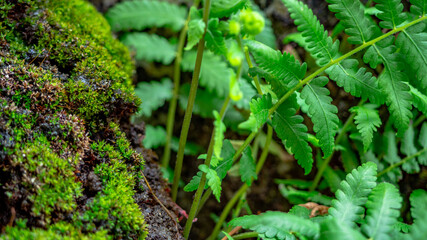 healthy green fern and lush green moss in topical forest green gackground copy space