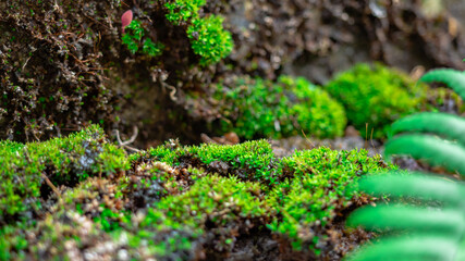 Lush green moss forest in blurry green fern Background, topical forest nature background