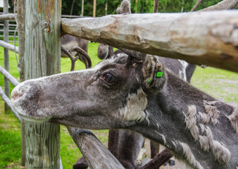 Molting reindeer with green ear tag inside old wood log fense in summer