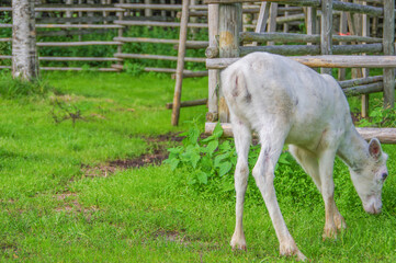 White baby reindeer eating grass near old log fence at farm