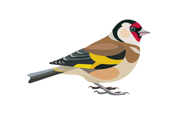 Goldfinch bird vector illustration. Side view. - obrazy, fototapety, plakaty
