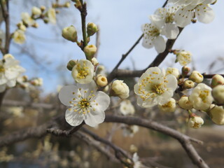 blooming cherry tree