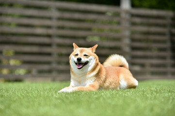 おすましポーズの柴犬 © studio Hoto