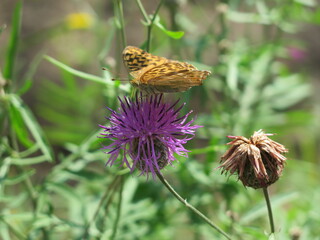 butterfly on flower