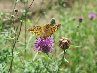 butterfly on a flower
