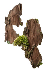 Moss or Mosses on a pine bark, Green moss on a tree bark isolated on white background, with clipping path 
